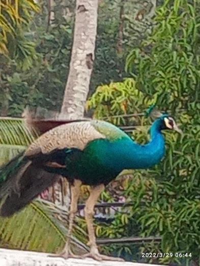 Devi Kripa Residency Homestay Varkala