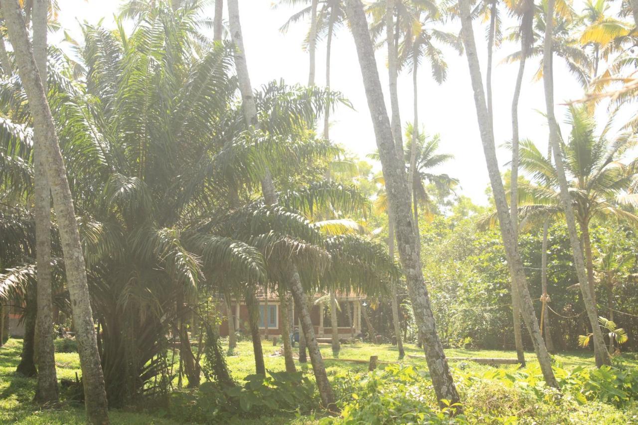 The Temple Tree * Varkala