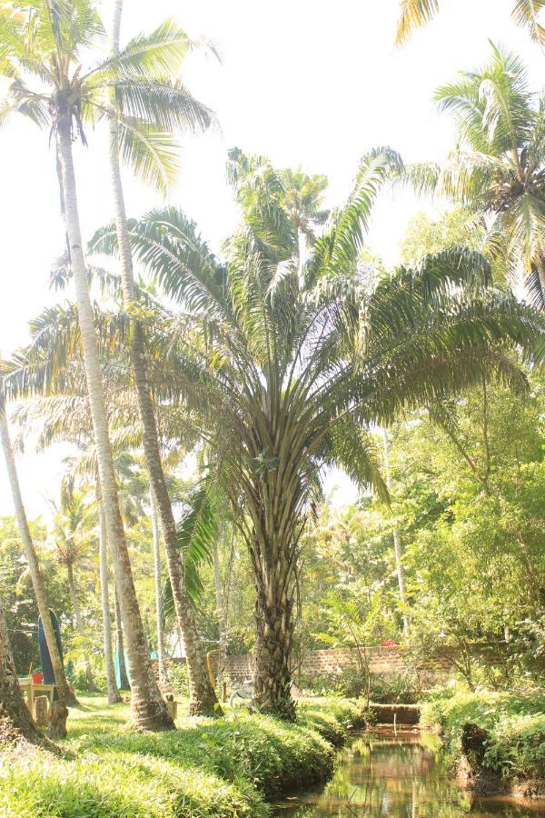 The Temple Tree Apartment Varkala