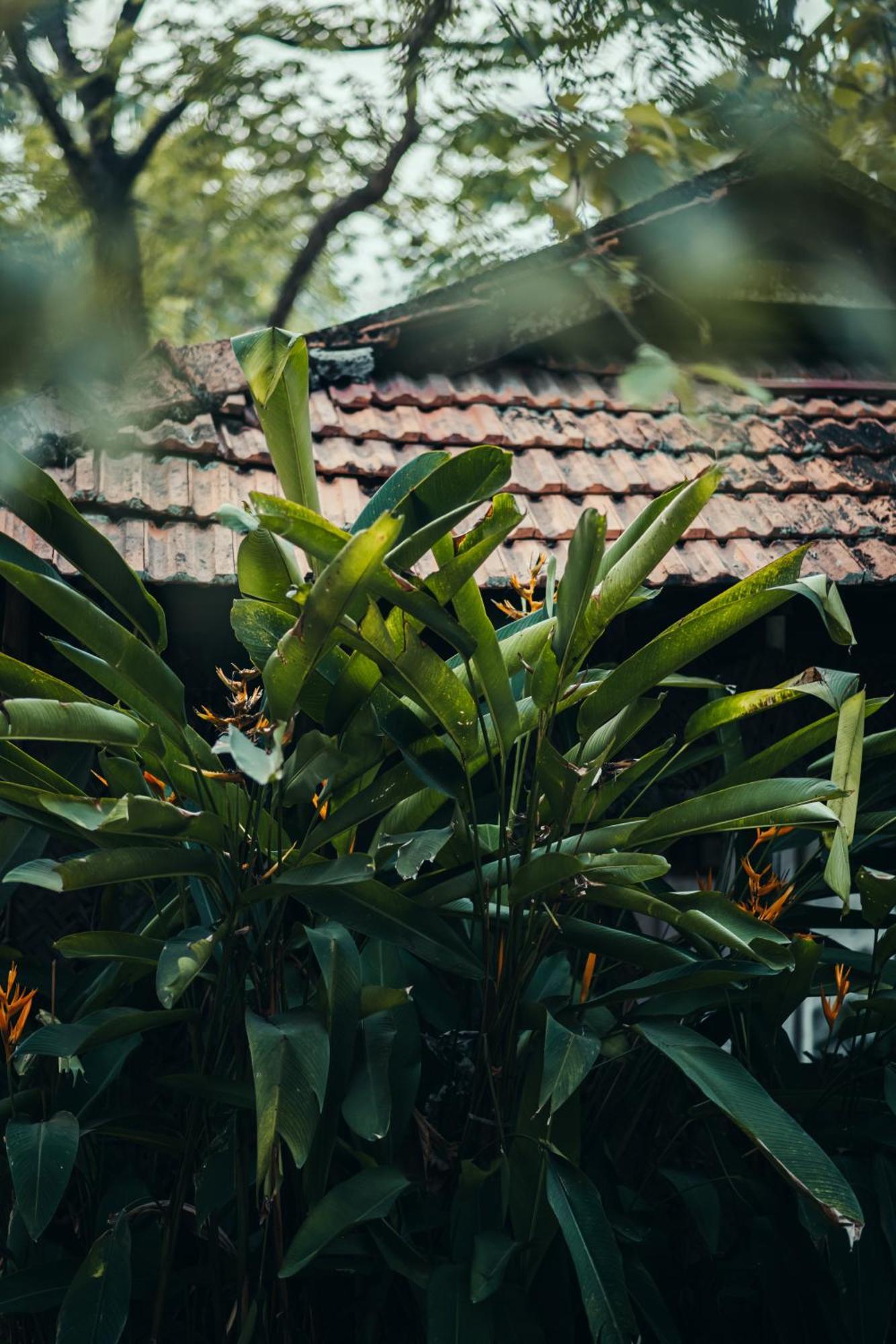 Paddlecult Surf Retreat *