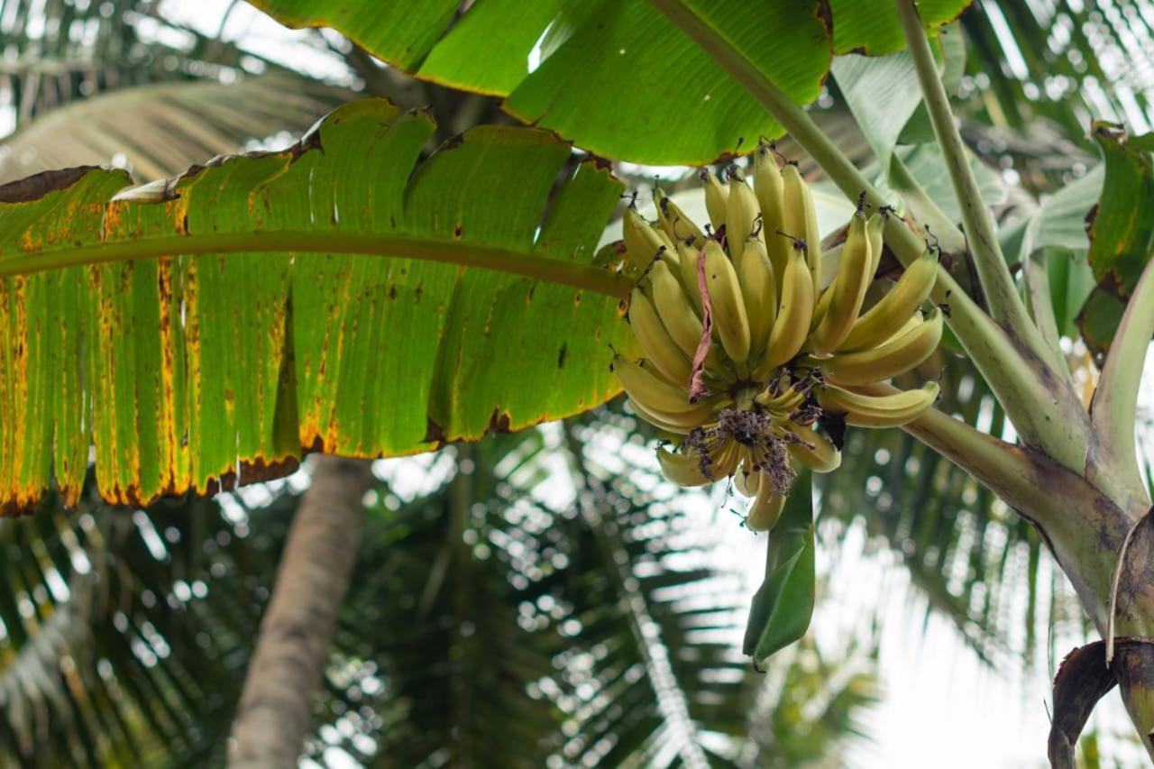 Secret Paradise Farm * Varkala