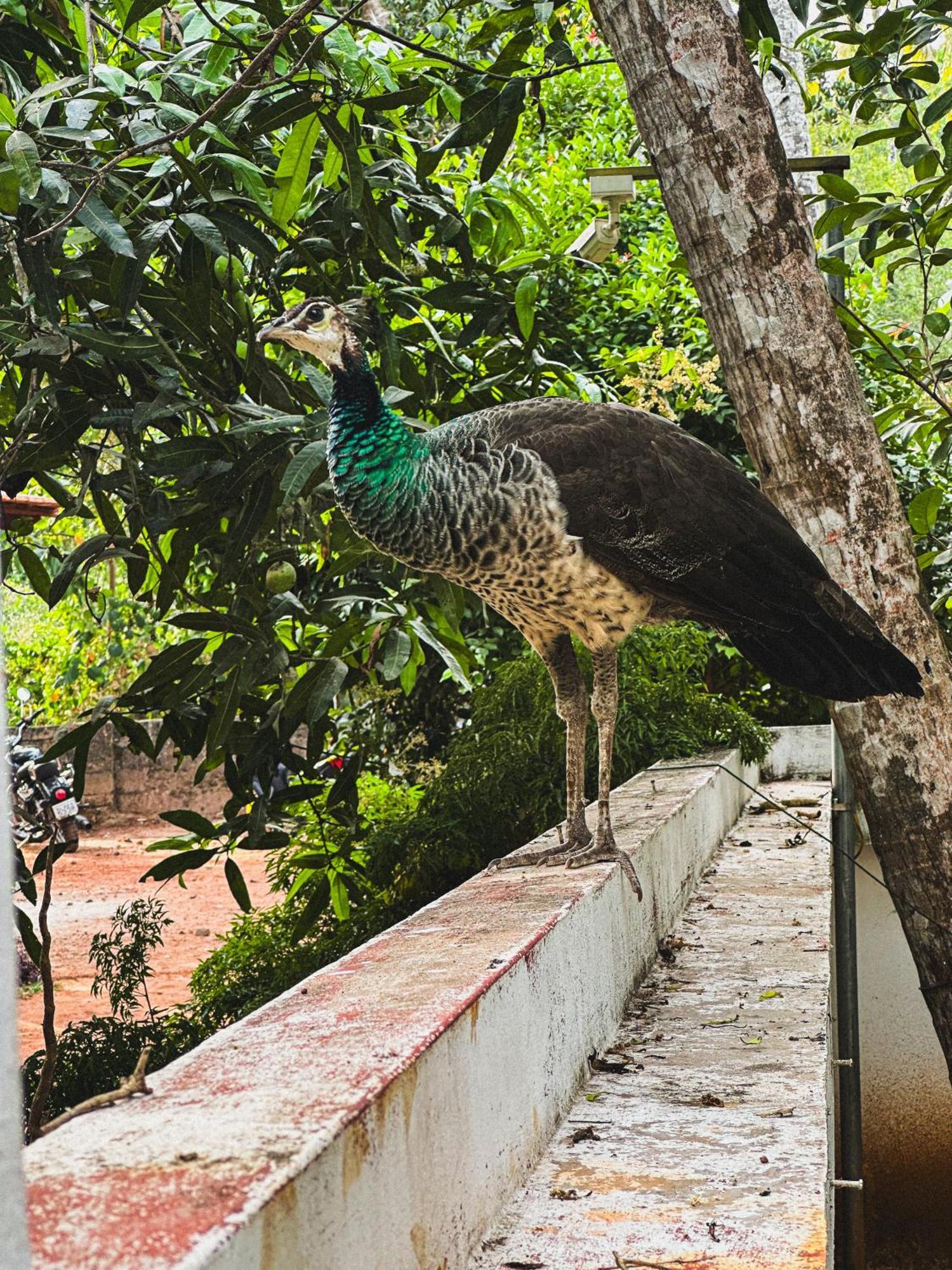 Hostel Molly's Varkala