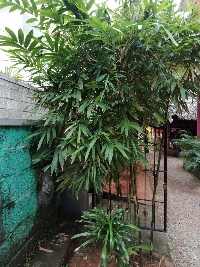 Mango Palace Guest house Varkala