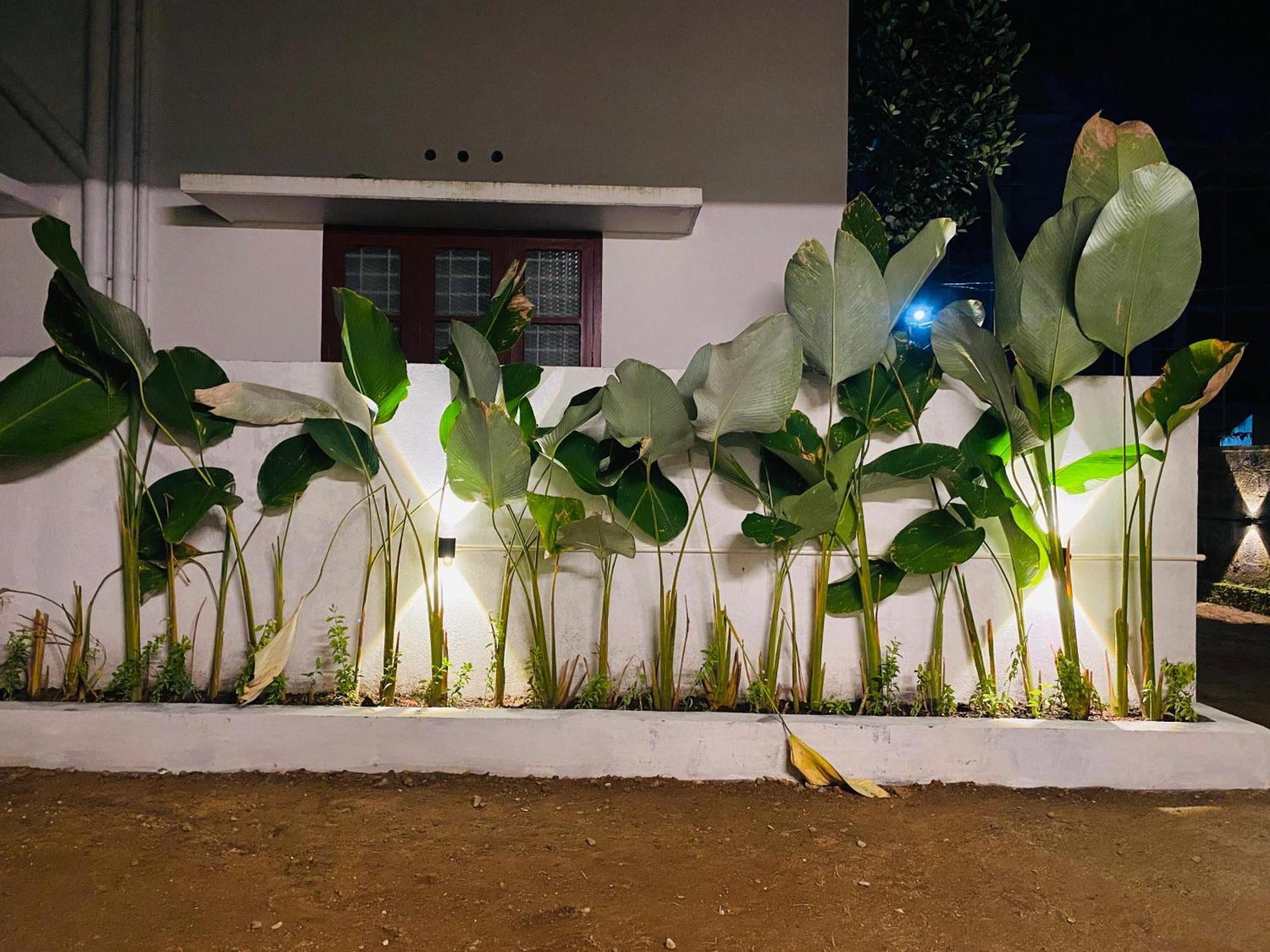 Calathea *