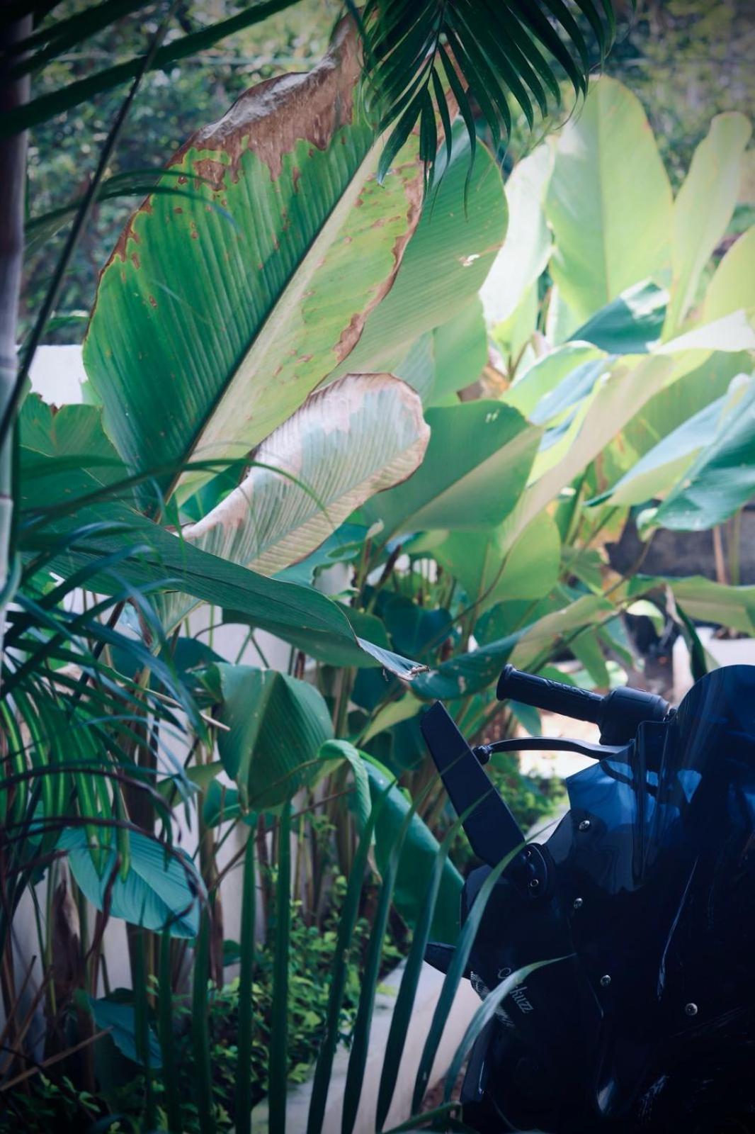 Guest house Calathea