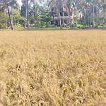 Paddy Farm Heritage