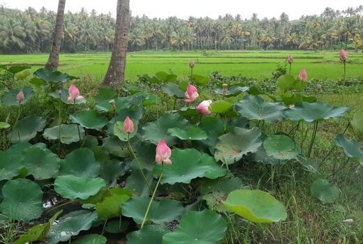 Paddy Farm Heritage Resort