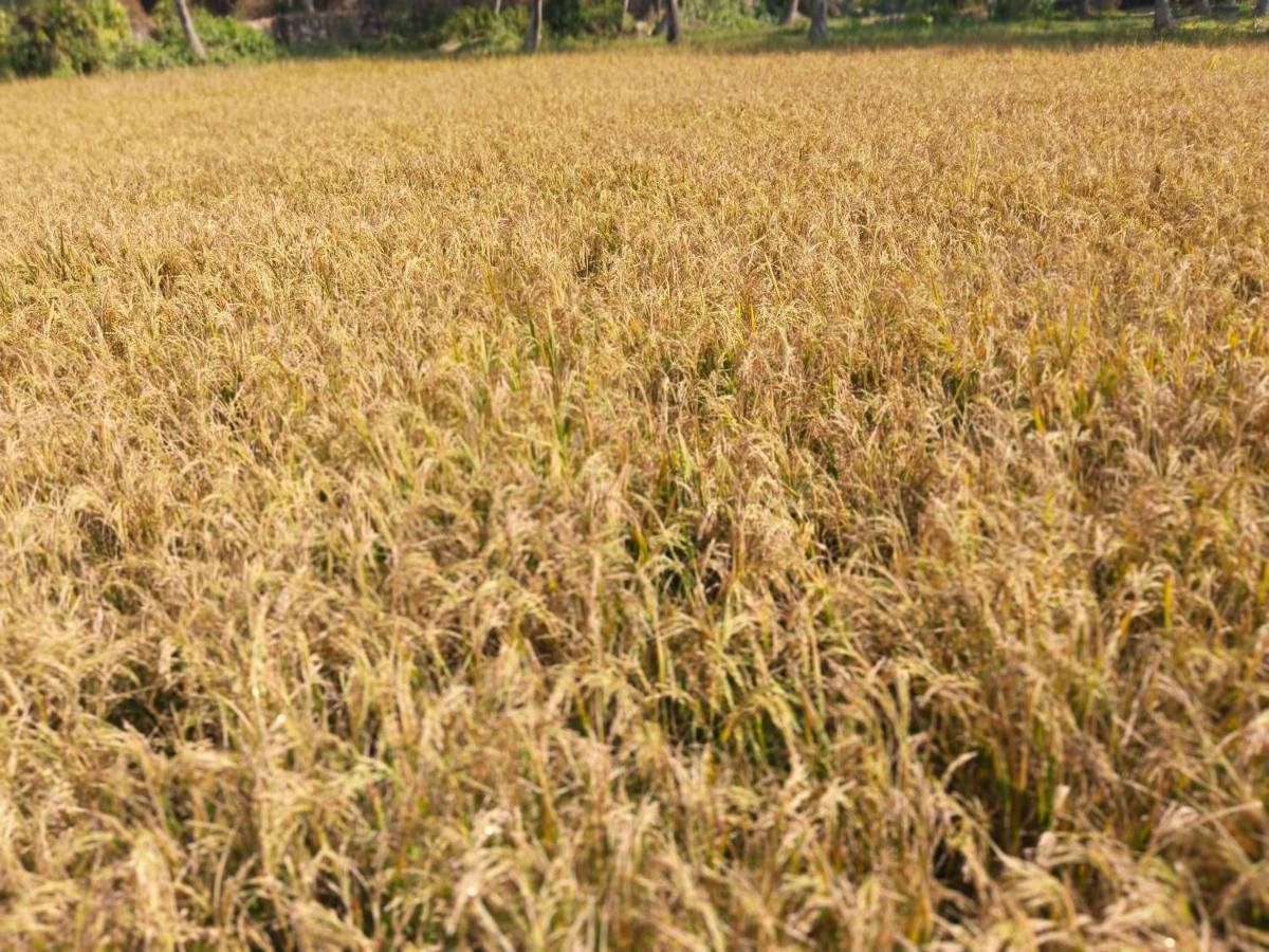 Resort Paddy Farm Heritage Varkala