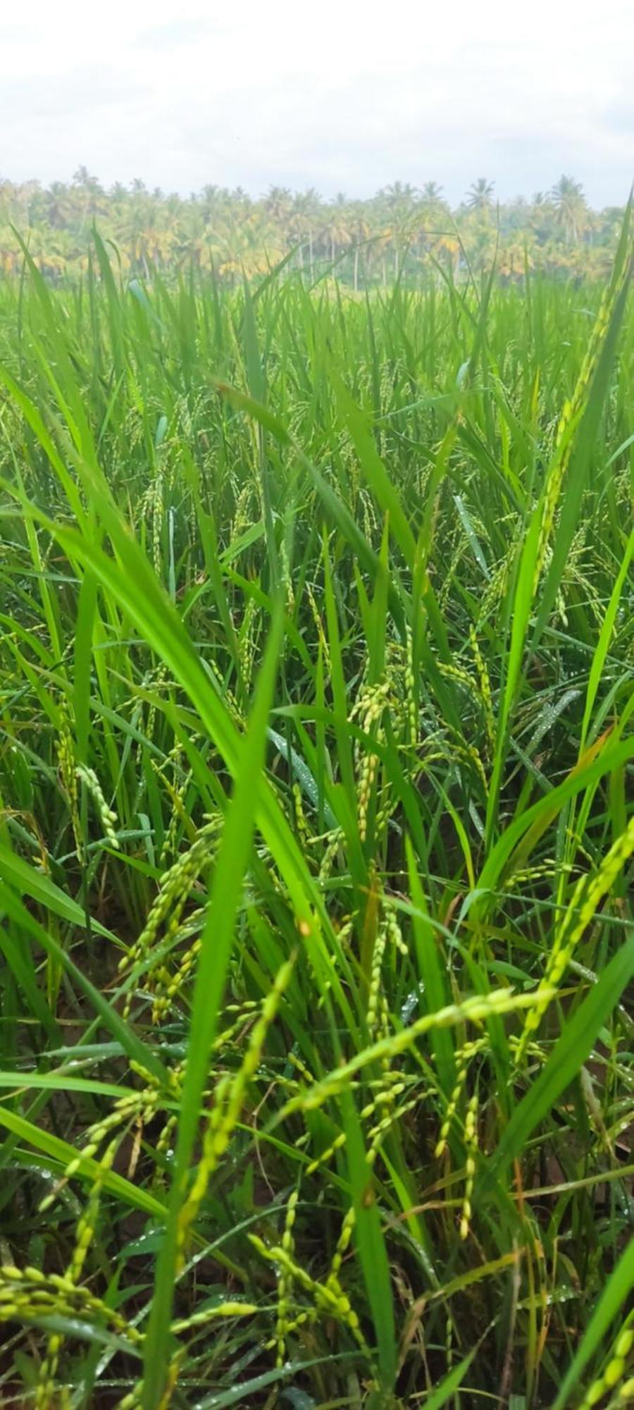 Paddy Farm Odayam Apartment