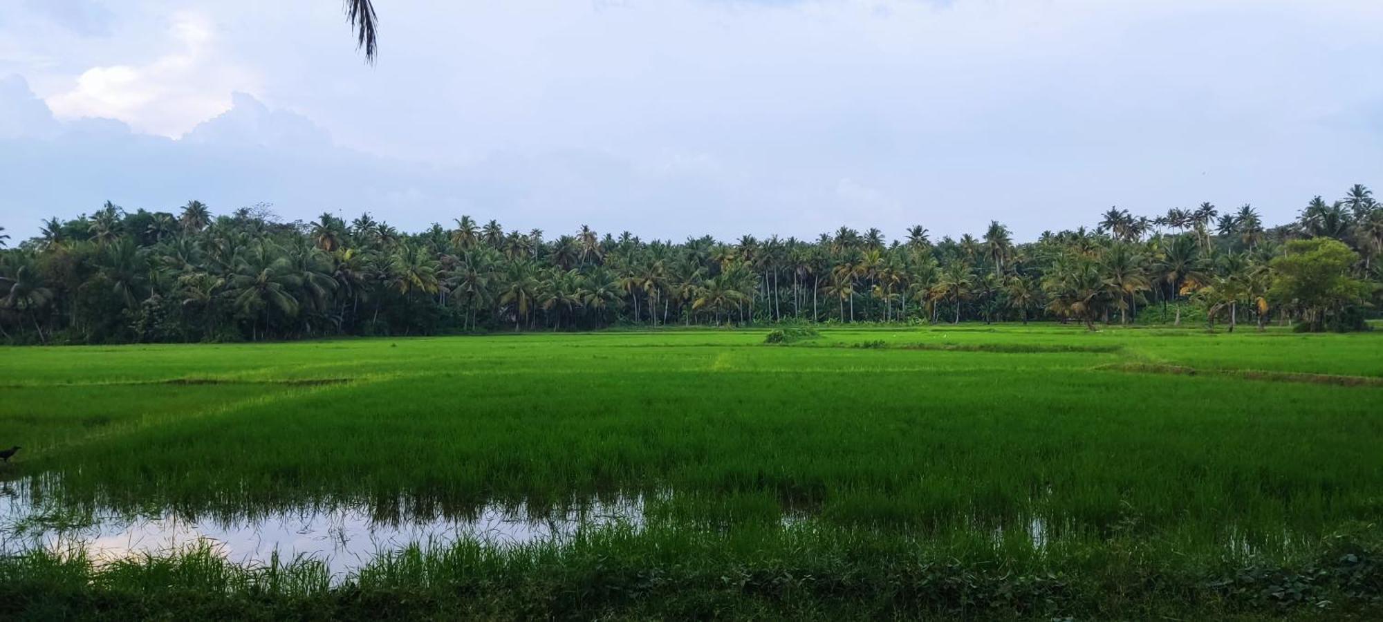 Paddy Farm Odayam