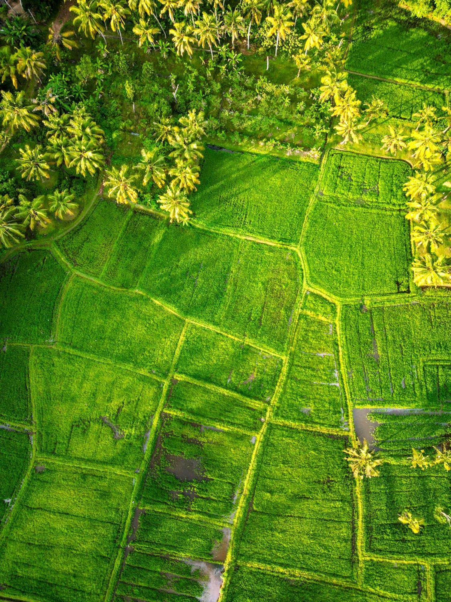 Paddy Farm Odayam *