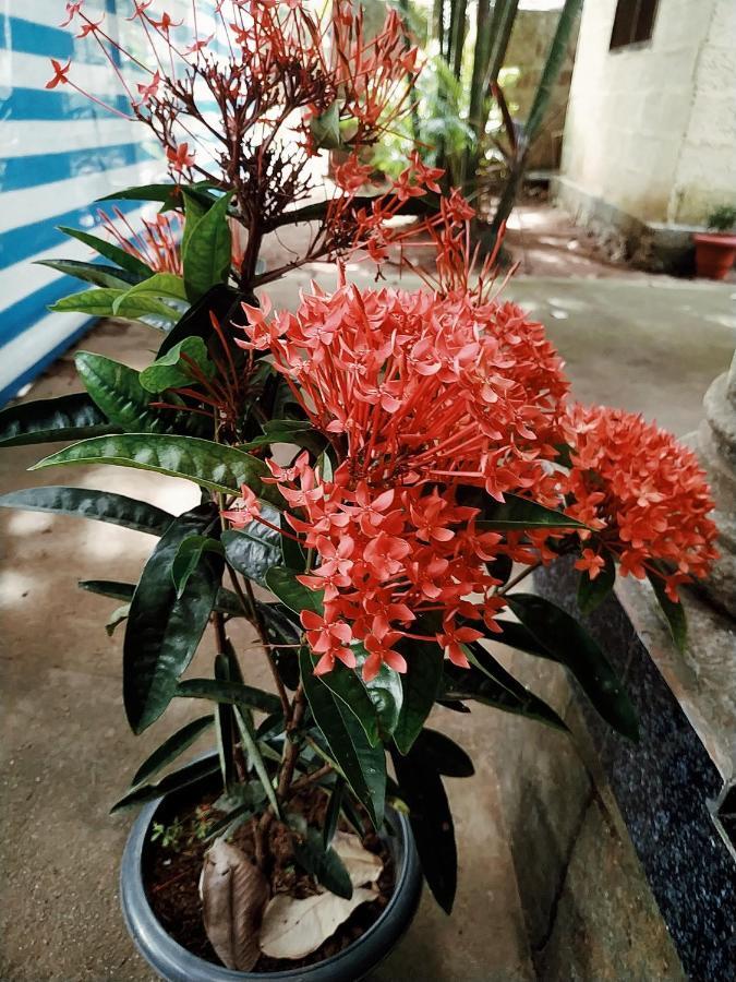 Rainbow Cliff Homestay Hotel Varkala