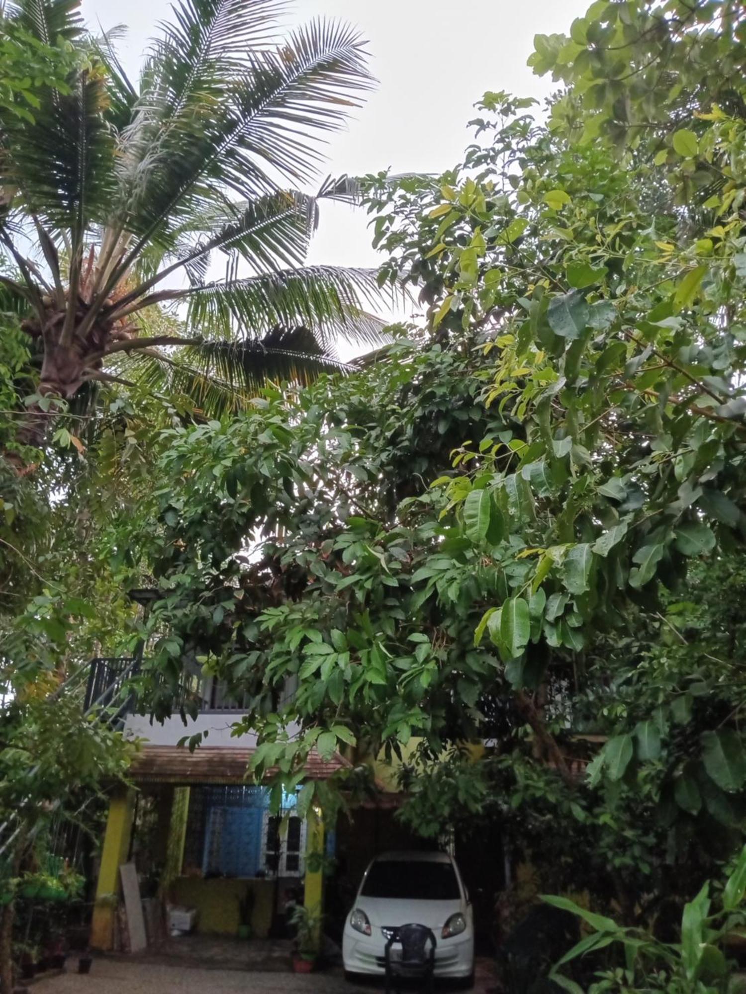 Homestay Greens